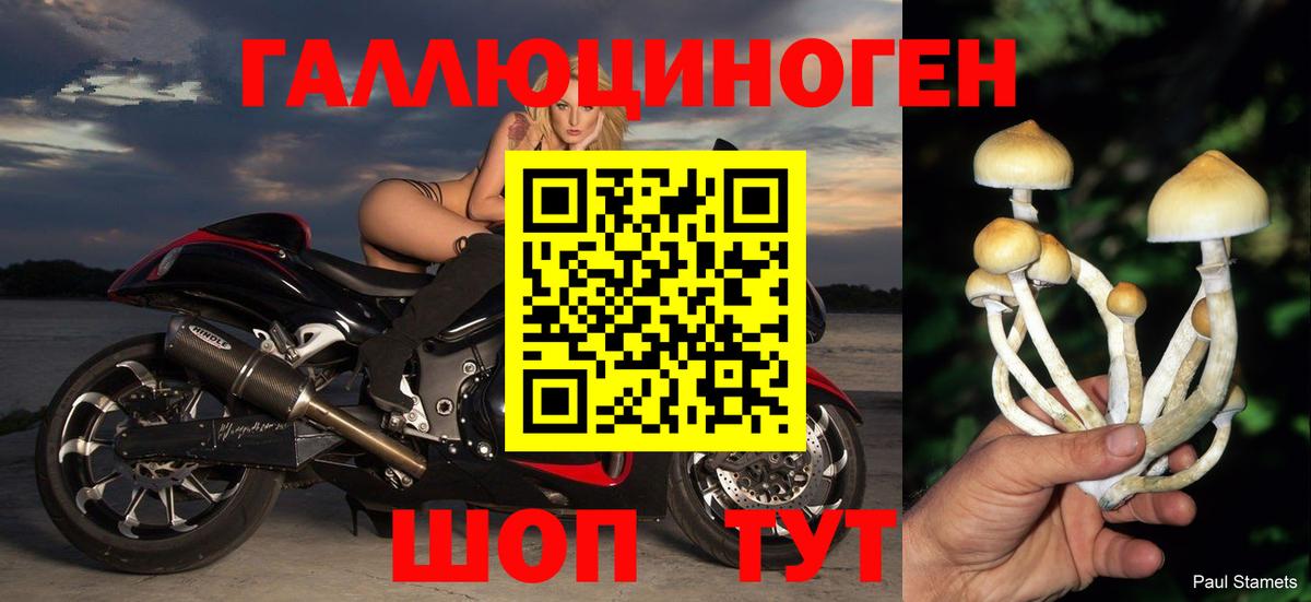 Галлюциногенные грибы Psilocybe Сертолово